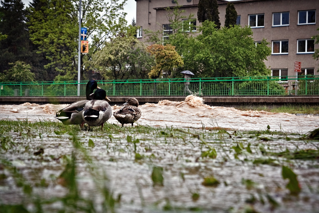 Floods - May 2010 (Rožnov p. R. , Valaššské Meziříčí, Bystřička)