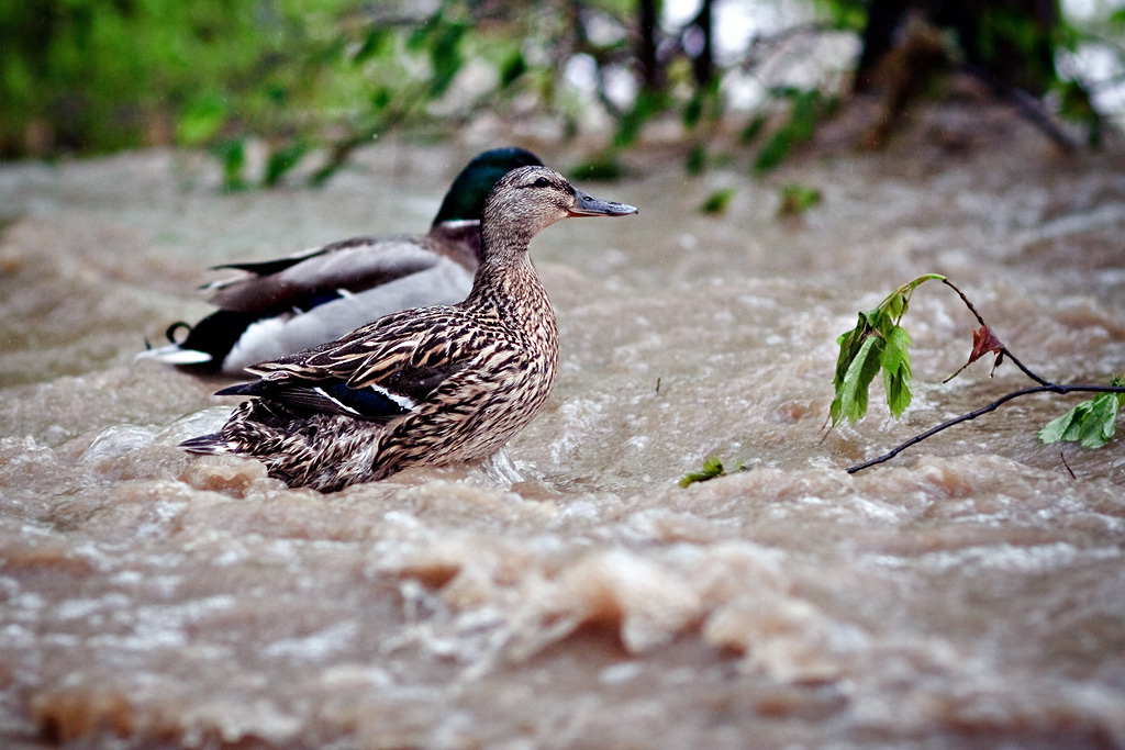 Floods - May 2010 (Rožnov p. R. , Valaššské Meziříčí, Bystřička)