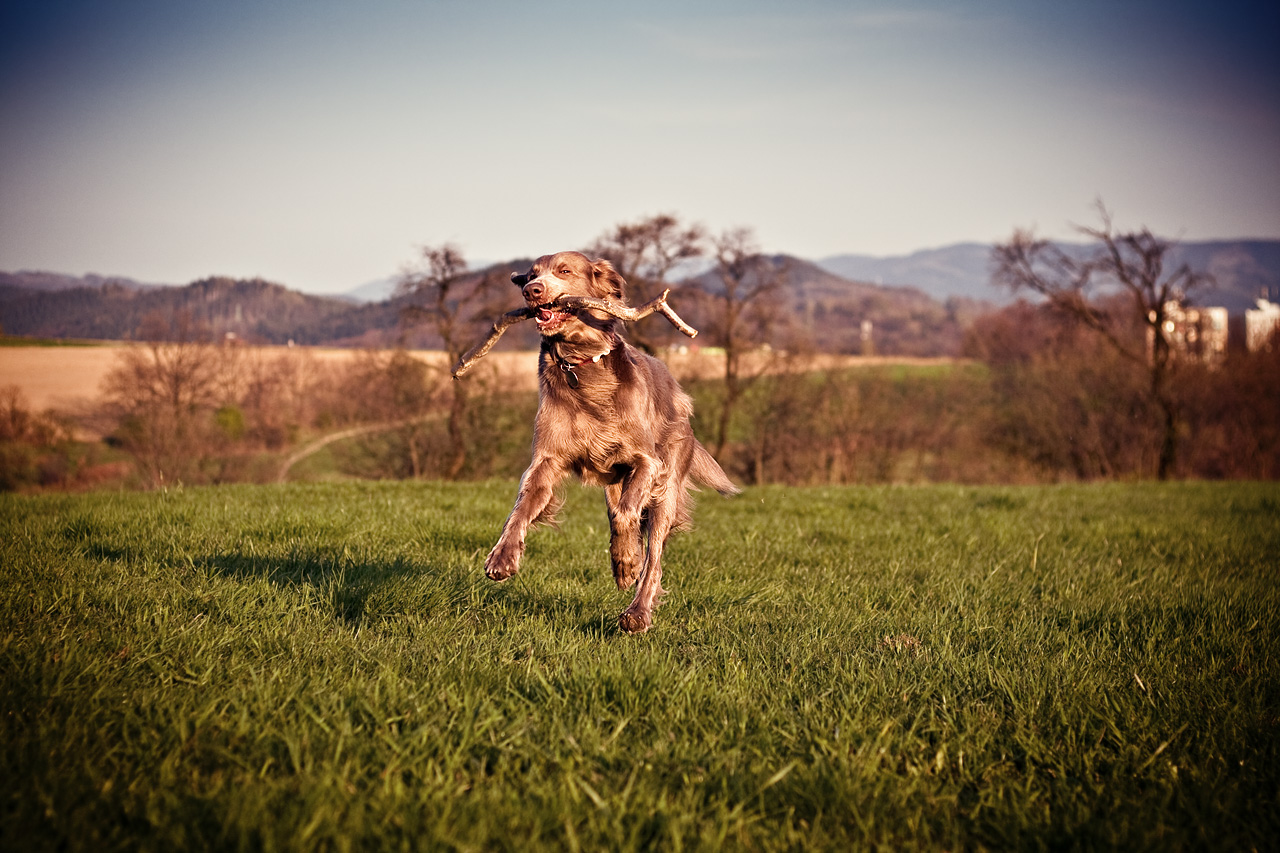 Spring evening dogwalk