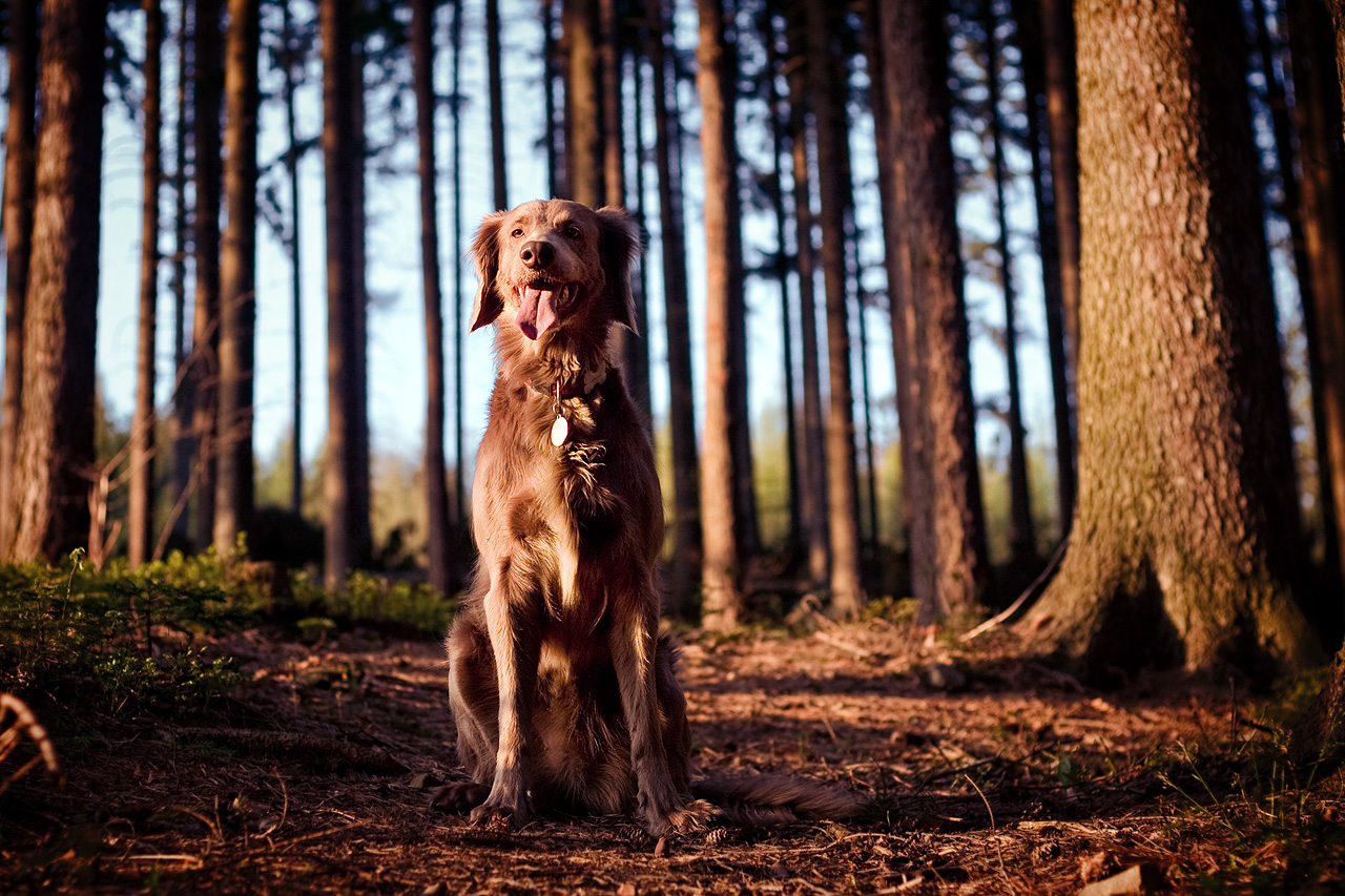 Spring evening dogwalk