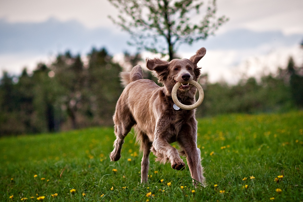 Spring Evening Dogwalk
