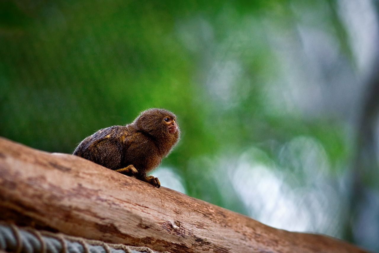 Zoo Lešná - Zlín 