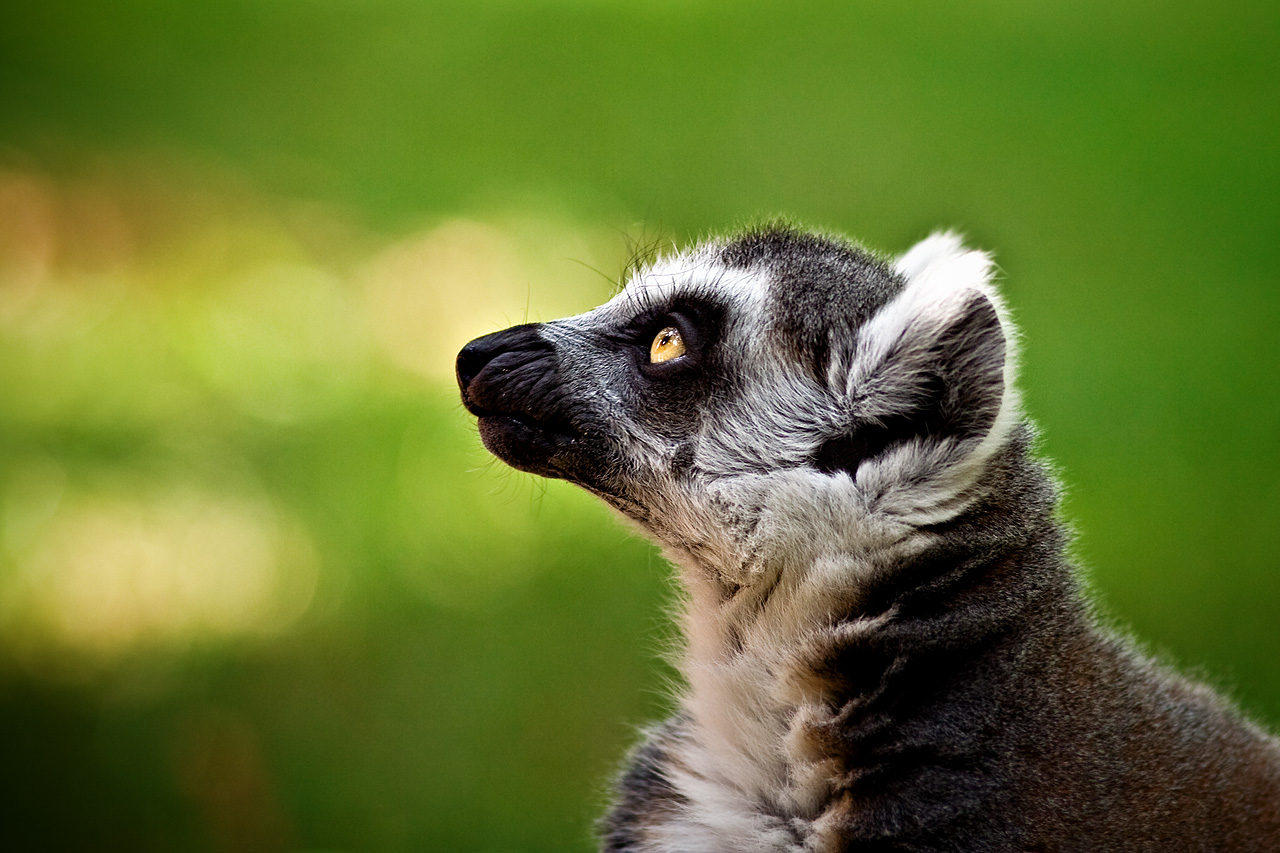 Zoo Lešná - Zlín 