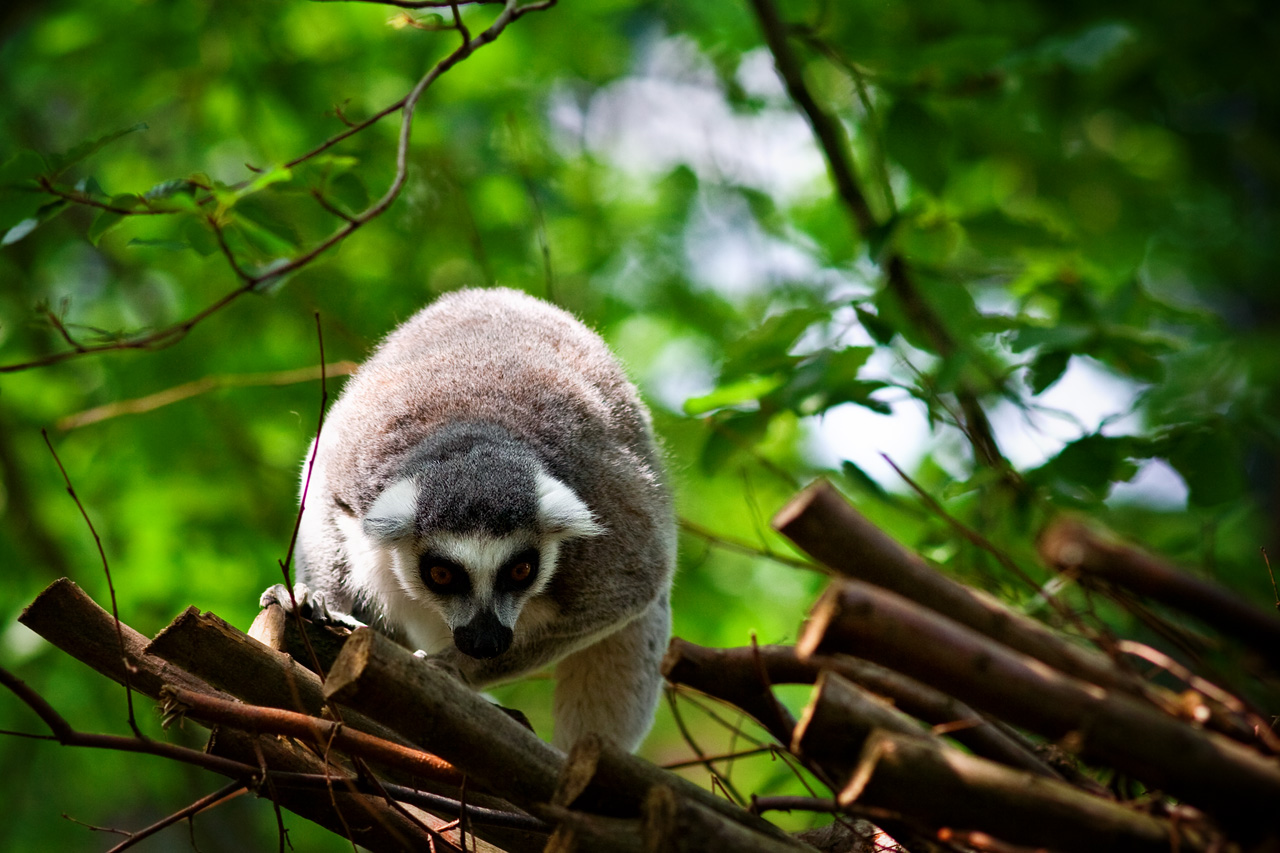 Zoo Lešná - Zlín 