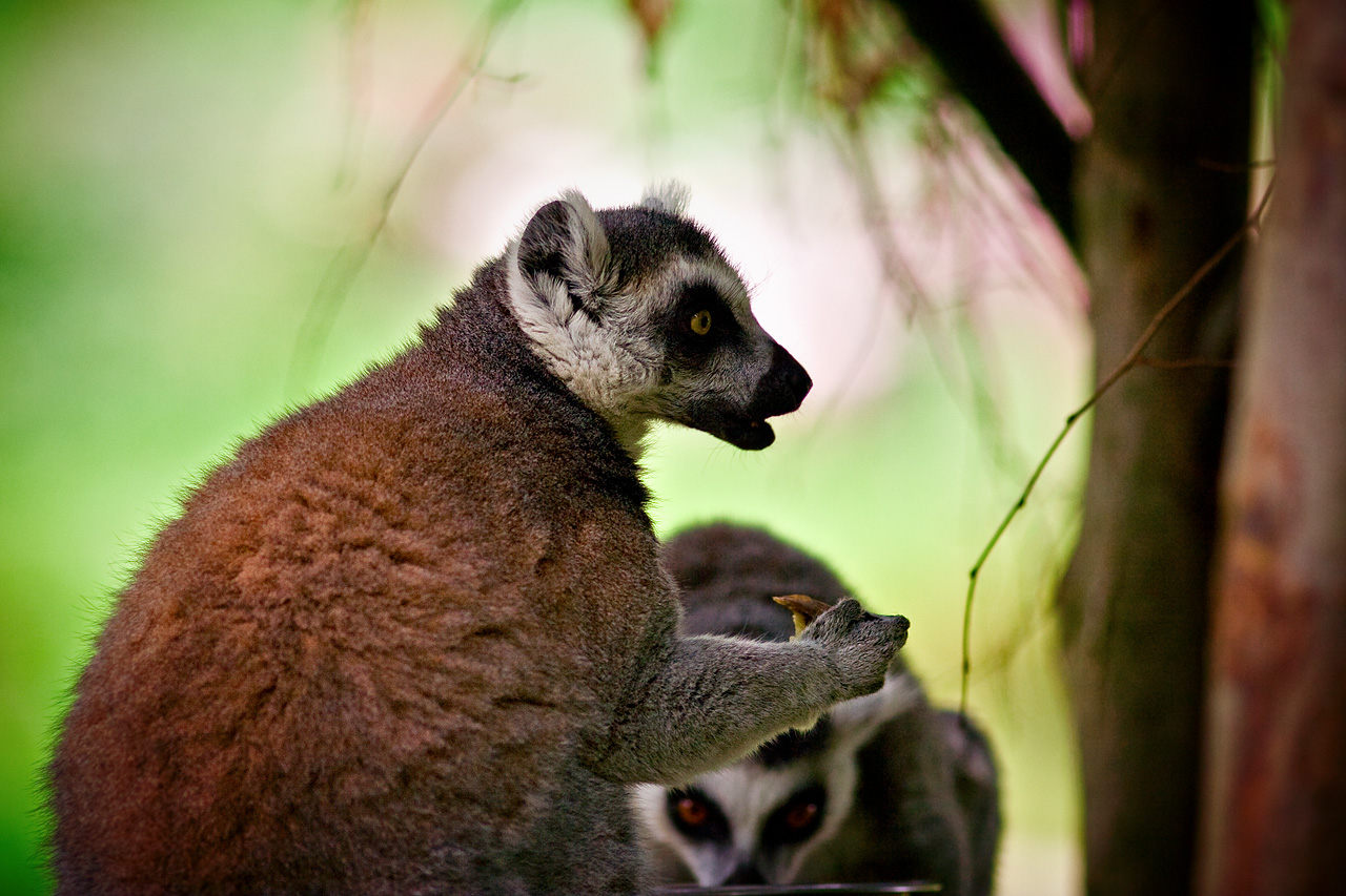 Zoo Lešná - Zlín 