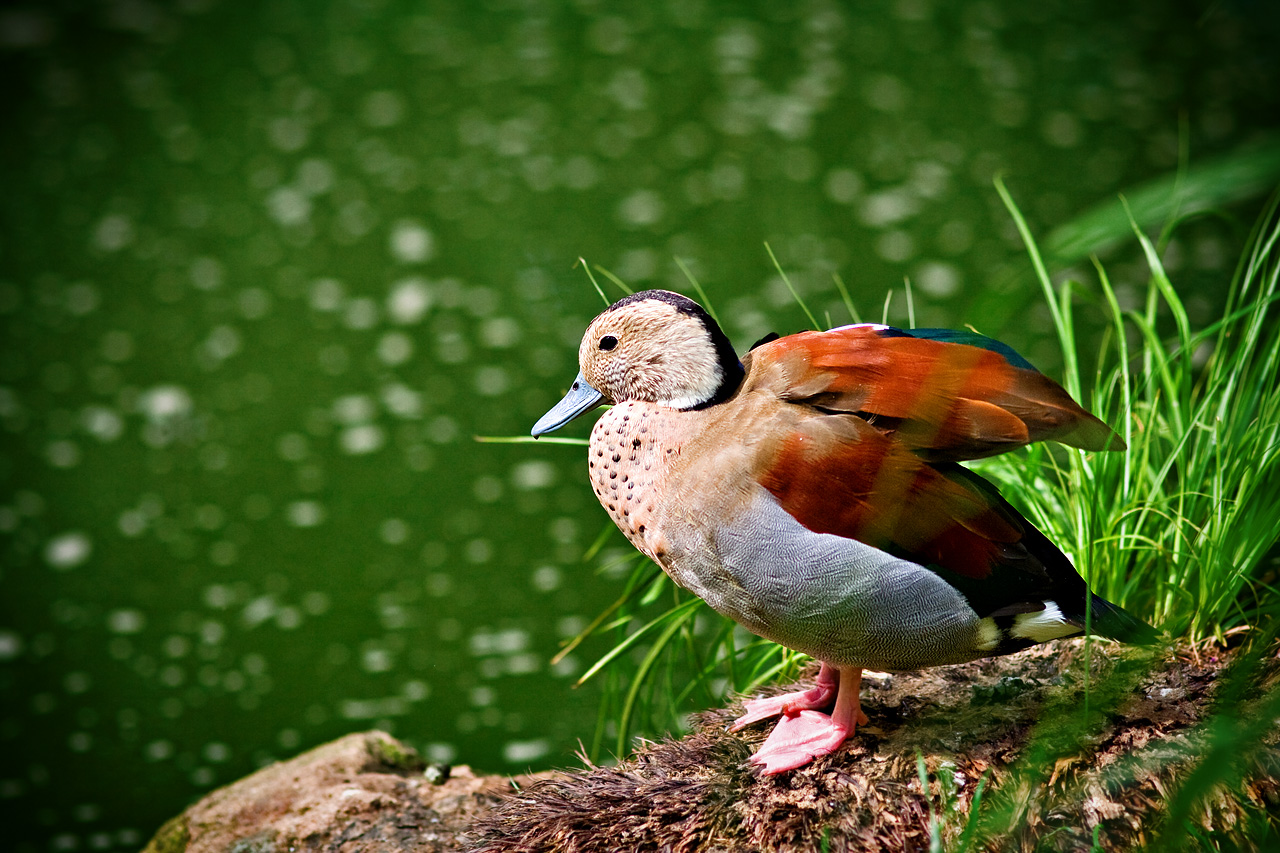 Zoo Lešná - Zlín 