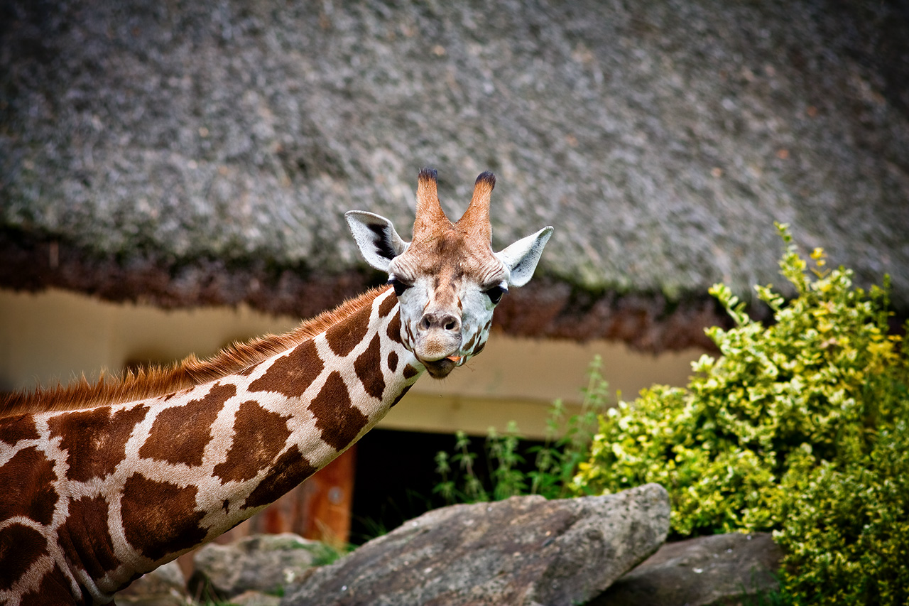 Zoo Lešná - Zlín 