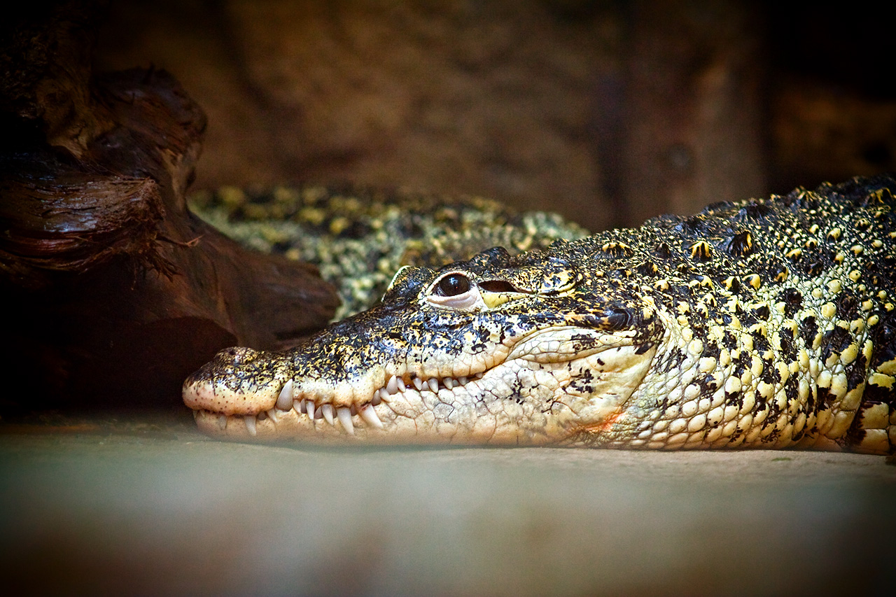 Zoo Lešná - Zlín 