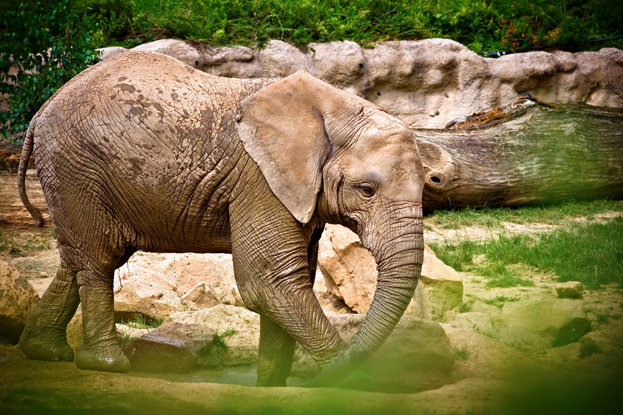 Zoo Lešná - Zlín 